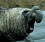 foca elefante