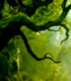 foresta magica