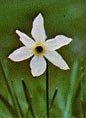 fiore