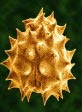 polline al microscopio