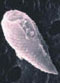 fitoplancton