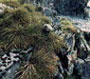 licheni
