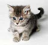 gattino