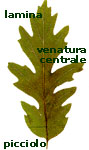 schema foglia