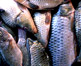 pesce
