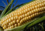 grano