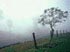 nebbia