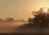 nebbia nel campo