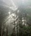 nebbia