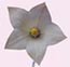 fiori bianchi