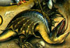 drago