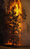 albero in fiamme
