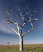 albero bruciato