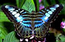 farfalla