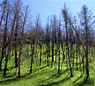 bosco bruciato