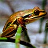 rana