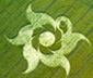 crop circle