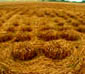 campo di grano