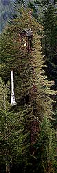 sequoia